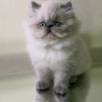 Kelly the Himalayan kitten Blue Point