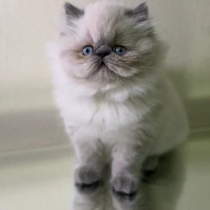 Kelly the Himalayan kitten Blue Point