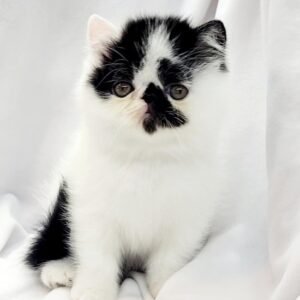 Danku the Black and White Van Exotic Shorthair kitten