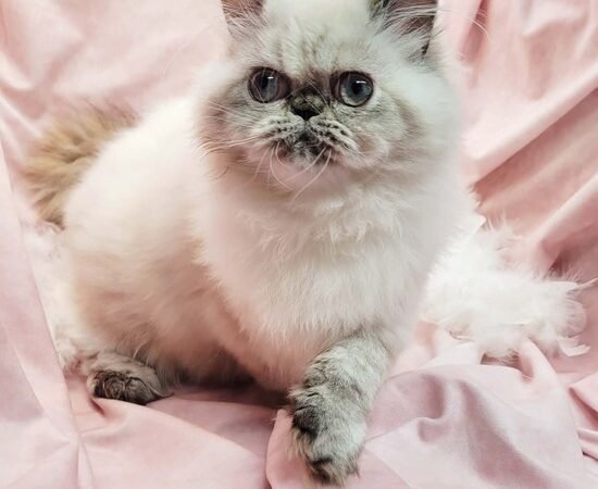 Foxy — Blue Cream Tortie Point