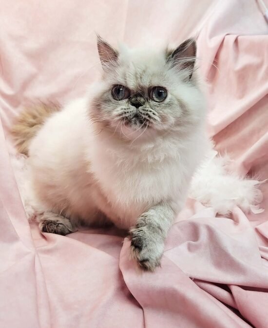 Foxy, Blue Cream Tortie Point