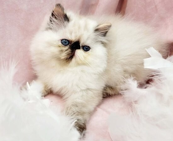 Marcel — Tortie Point