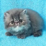 Raspberry the Persian kitten Blue Tabby