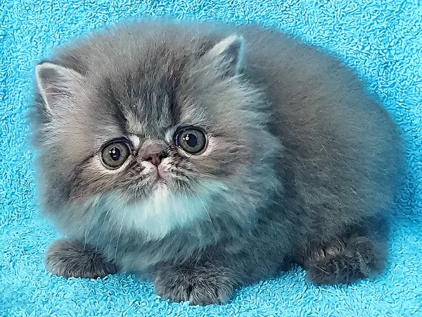 Raspberry — Blue Tabby