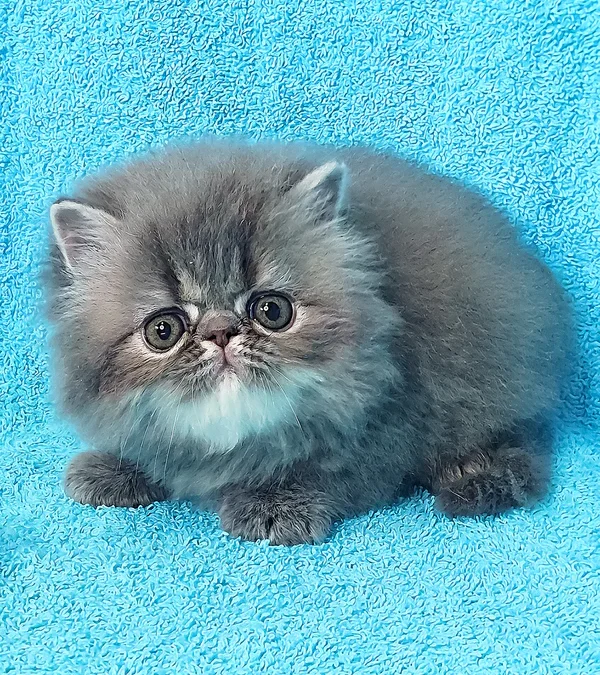 Raspberry, Blue Tabby