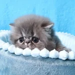 Raspberry the Persian kitten with amber eyes