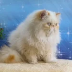 River the Persian kitten Red Point