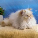 River the Persian kitten playing indoors