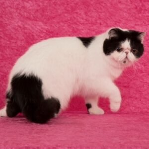 Shelby the Exotic Shorthair kitten Black and White Van