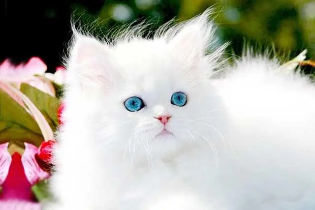 white Persian kitten