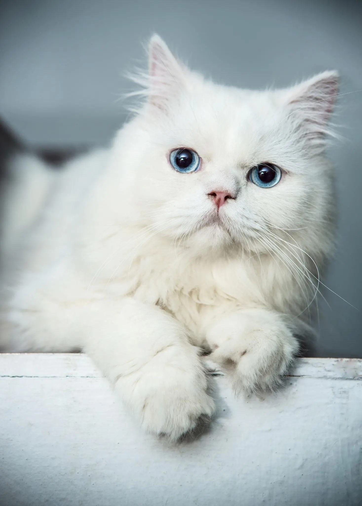White Persian